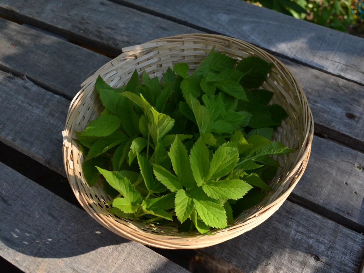 Wildkräuter im Frühling: Kochen mit&nbsp;Giersch